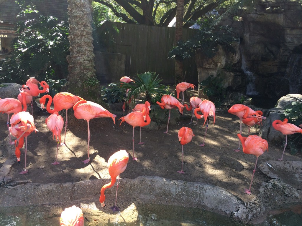 NO flamingos