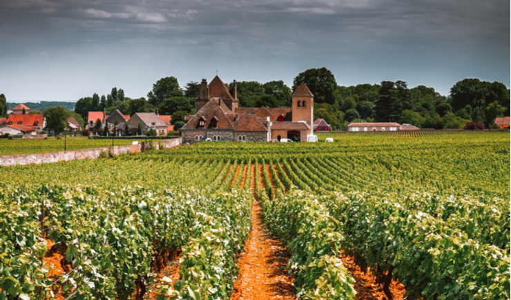 In Burgundy, It's 'Raze the House, Plant more Vines'